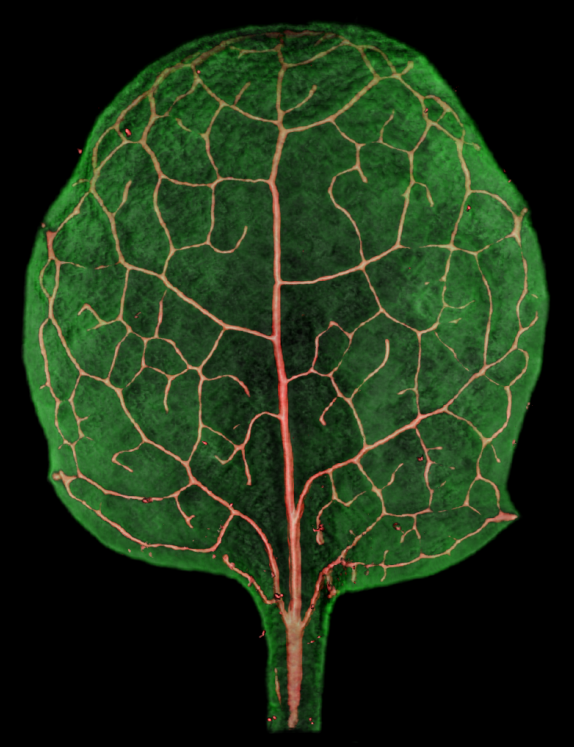 Mutant Arabidopsis leaf with malformed veins.
