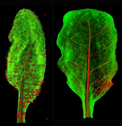 False-colour highlighting of the positions of leaf hairs on a volumetric image of an Arabidopsis leaf.